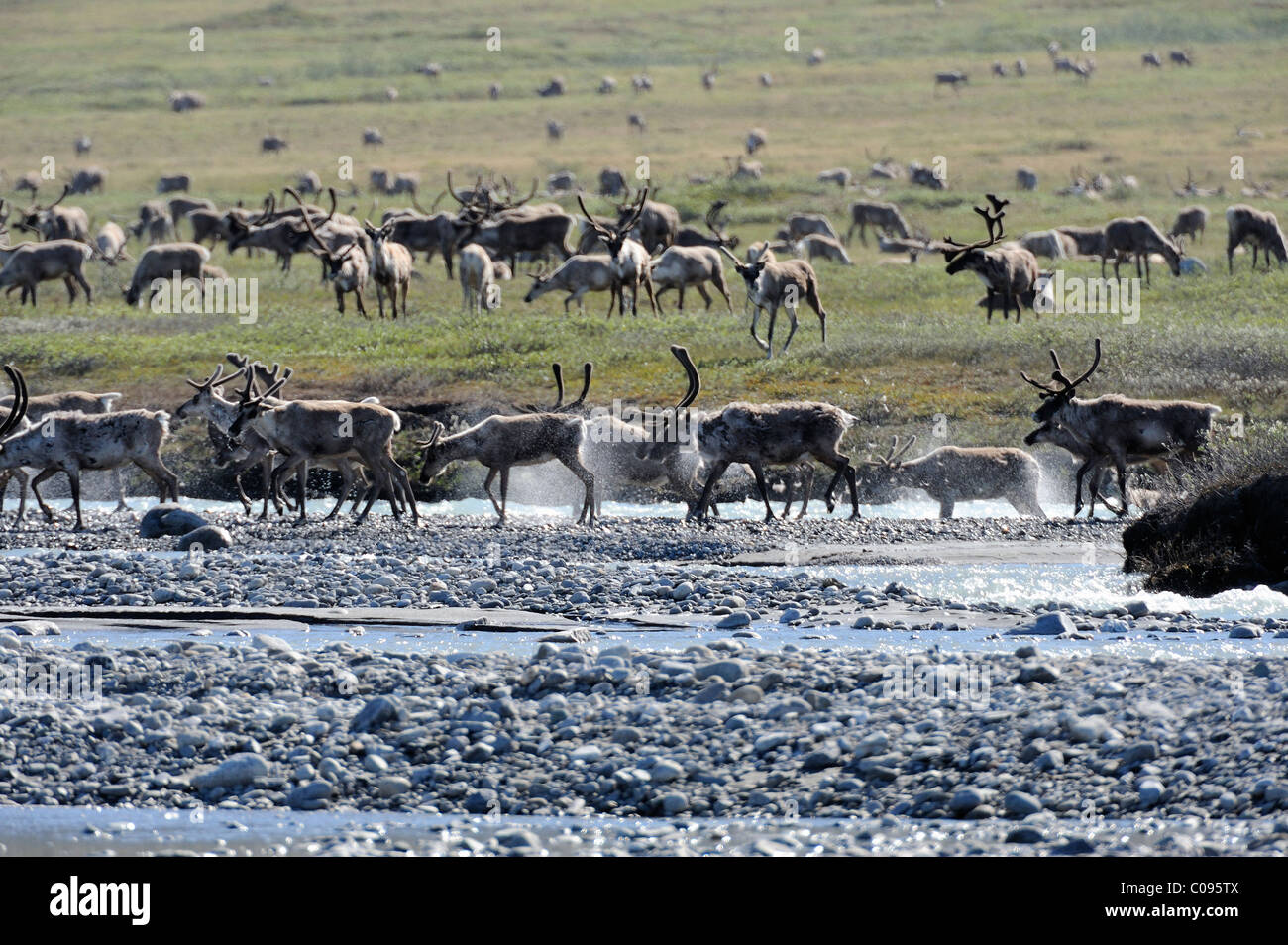 Vue de la harde de caribous de la rivière traversant le Hulahula près de Old Man Creek pendant leur migration annuelle à travers la réserve faunique nationale de Banque D'Images