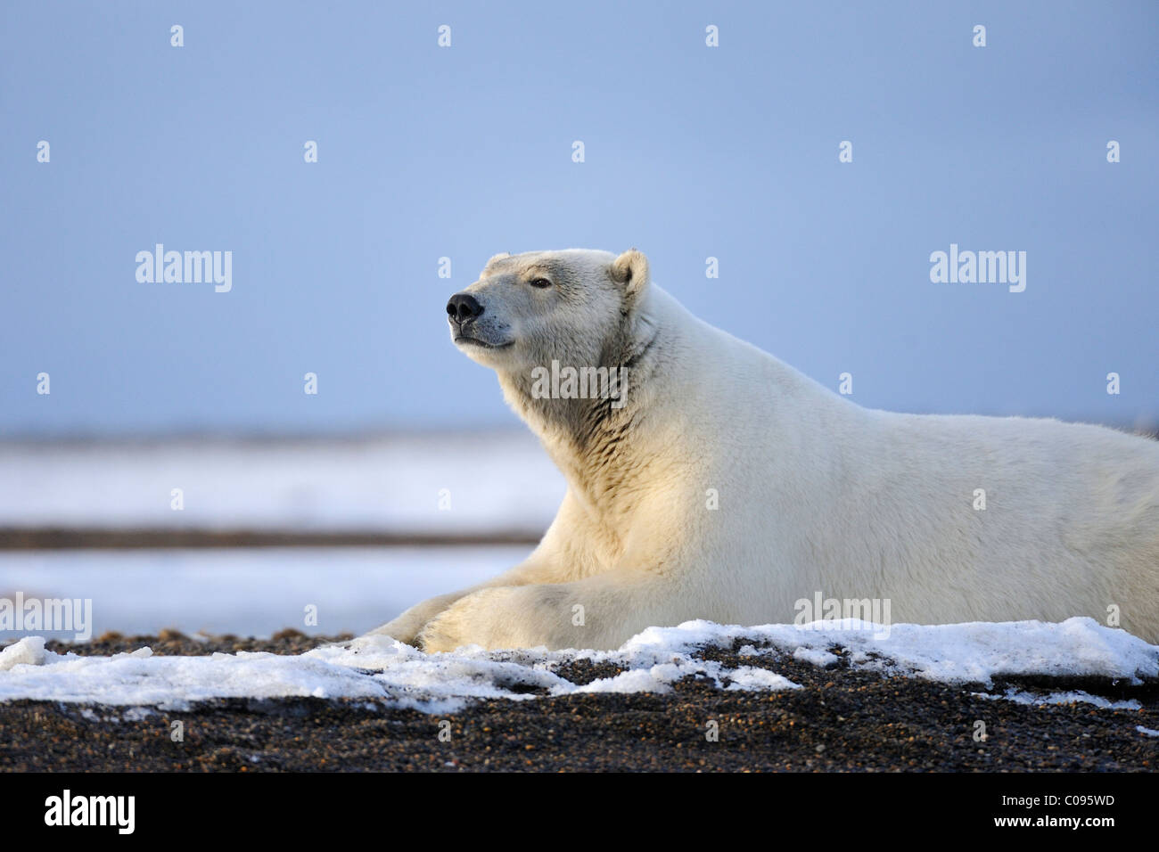Un ours polaire adultes repose sur un rivage d'une île à l'extérieur de Kaktovik sur la limite nord de la réserve faunique nationale de l'automne, Banque D'Images
