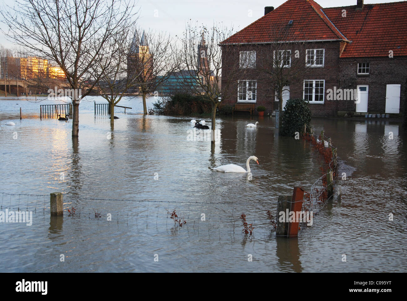 Berges inondées de Meuse Roermond Pays-Bas Banque D'Images