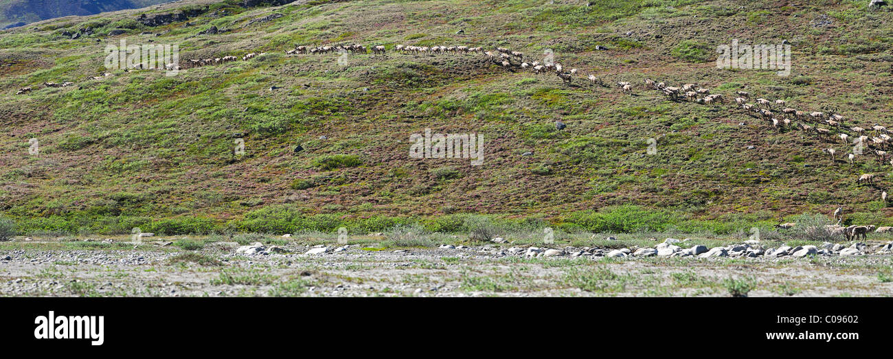 Vue de la harde de caribous de la tête de la Banque mondiale à partir d'un banc de gravier par Hulahula River dans la réserve faunique nationale de l'Arctique, l'Alaska, l'été Banque D'Images