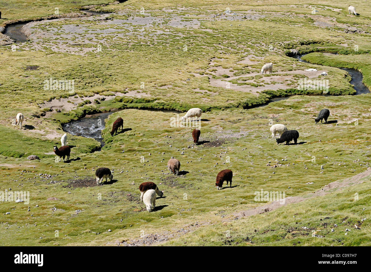Les lamas, alpagas paissant dans un paddock, cours d'une rivière, vallée fertile, village de Guallatiri, Reserva Nacional de las vigognes Banque D'Images