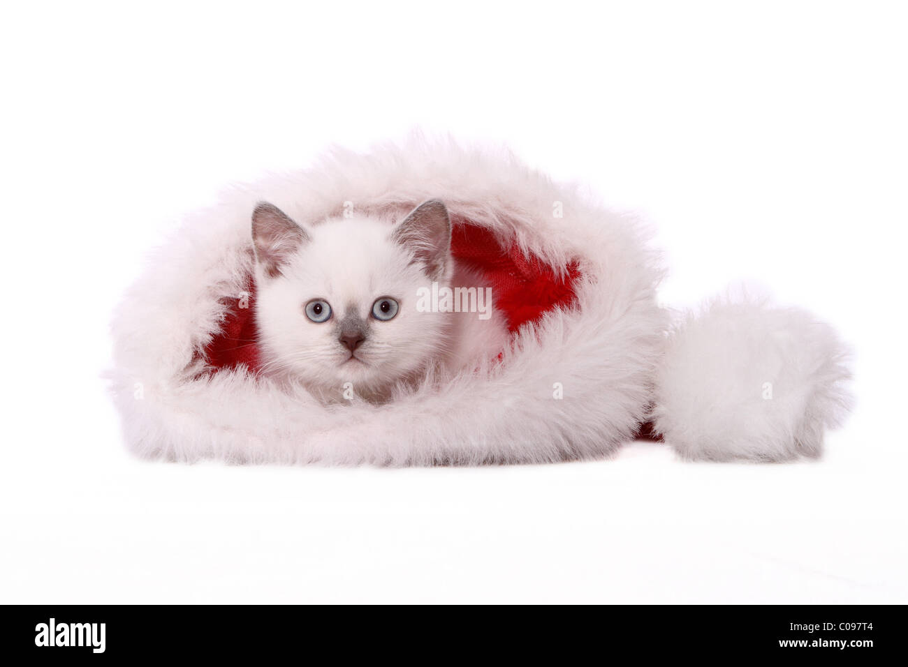 Chaton British Shorthair Banque D'Images