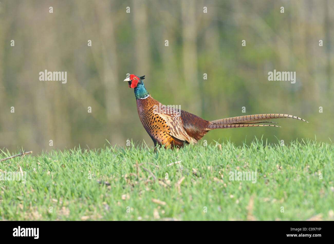 Le faisan commun (Phasianus colchicus) Banque D'Images
