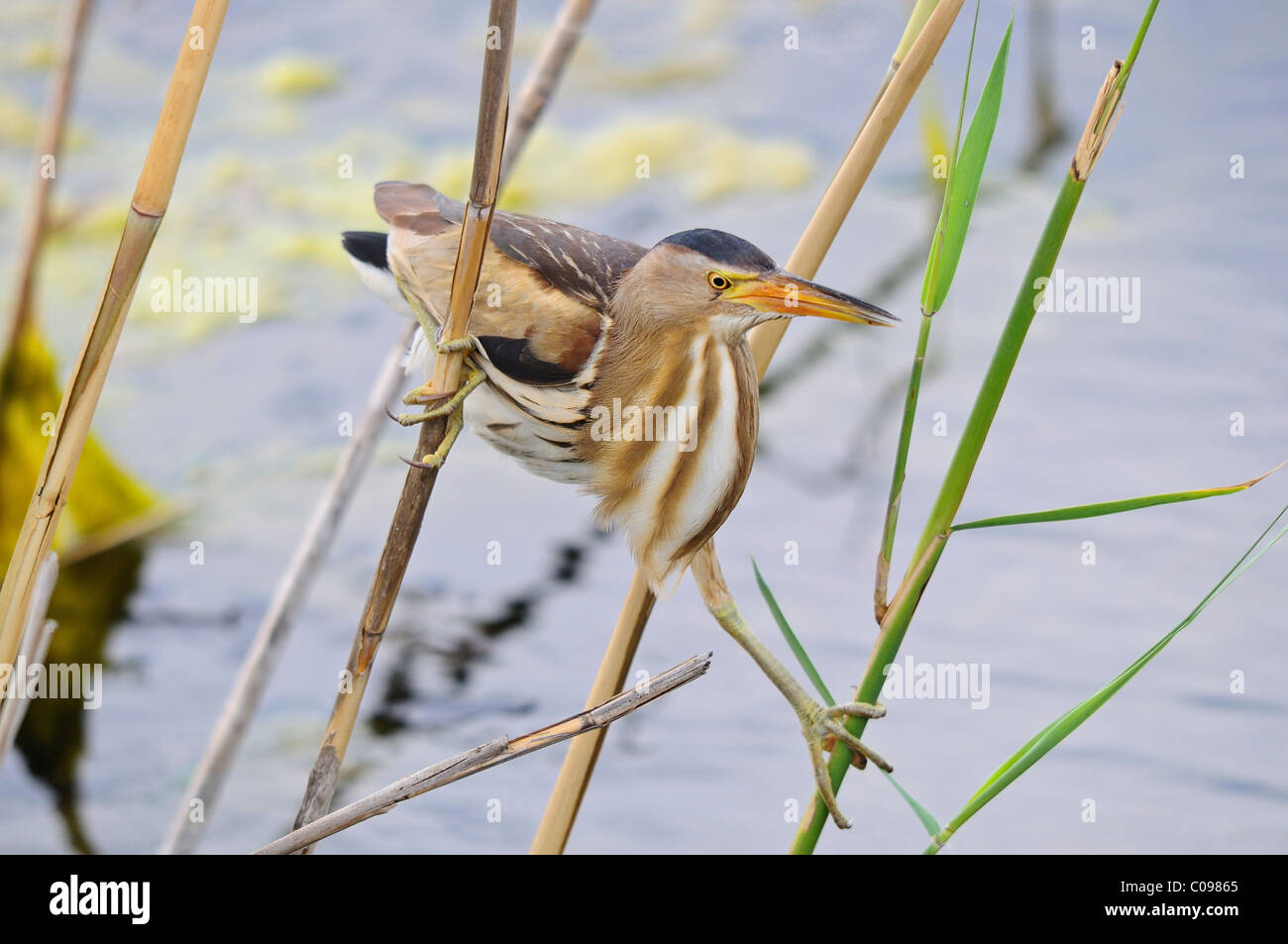 Blongios nain (ixobrychus minutus), Femme Banque D'Images