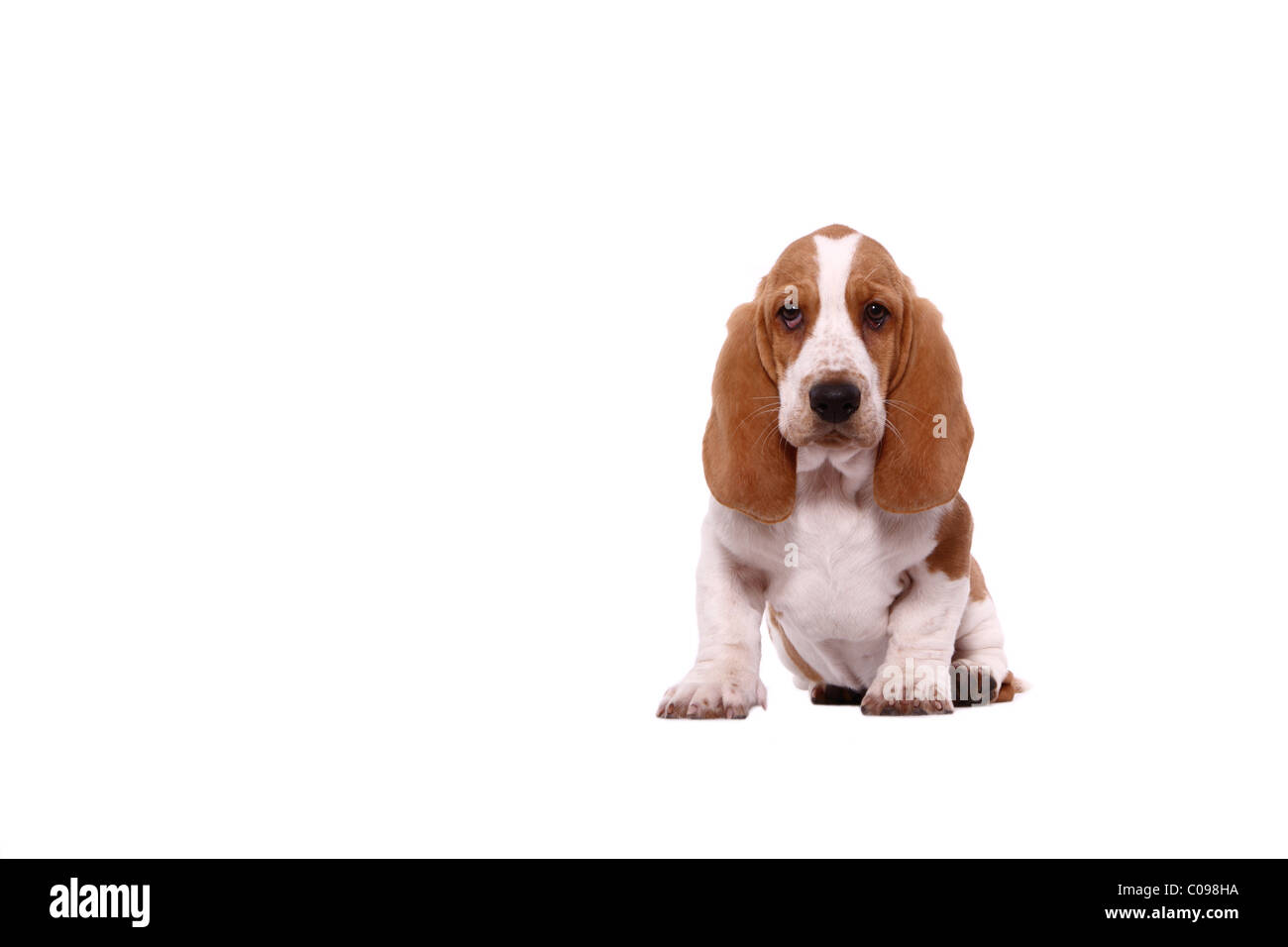 Chiot Basset Hound Banque D'Images