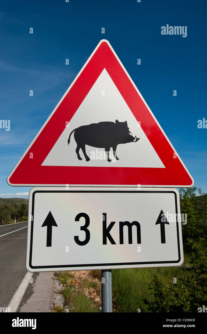 Attention, sanglier, signe de la circulation, de la Croatie, de l'Europe Banque D'Images