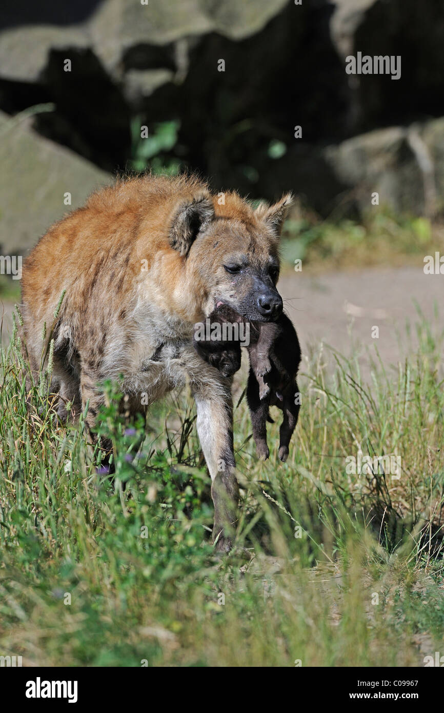 L'hyène tachetée ou rire (Crocuta crocuta), mère portant un chaton nouveau-né Banque D'Images