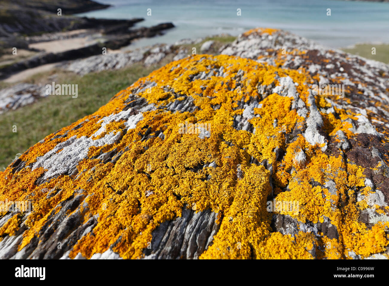 Lichen jaune sur la roche, de l'orge Cove, Mizen Head Peninsula, West Cork, Republic of Ireland, British Isles, Europe Banque D'Images