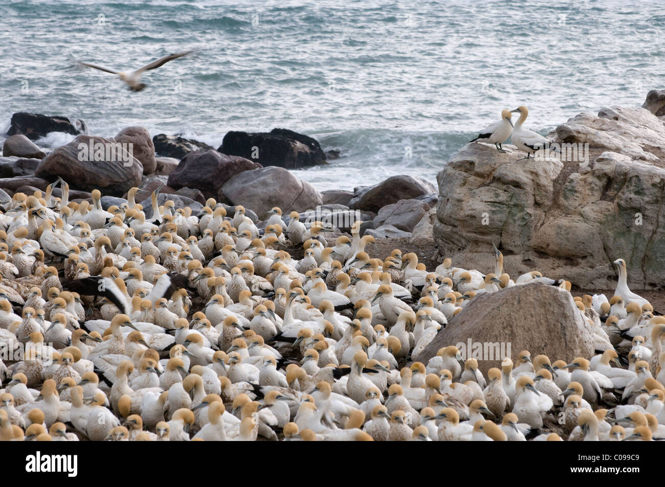 Colonie du Cap de bassan, Lamberts Bay, côte ouest, Afrique du Sud Banque D'Images