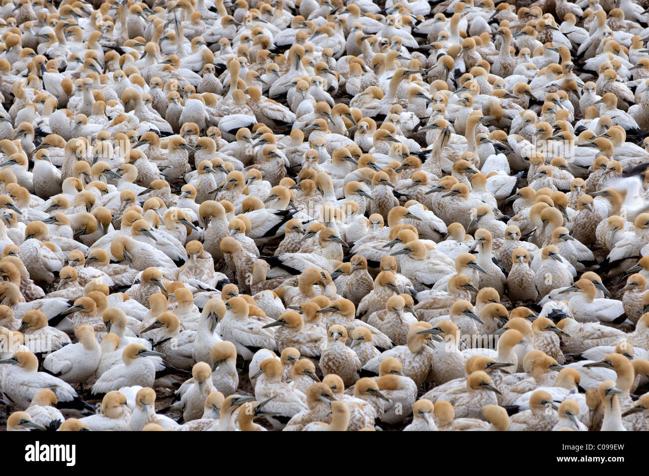 Colonie du Cap de bassan, Lamberts Bay, côte ouest, Afrique du Sud Banque D'Images