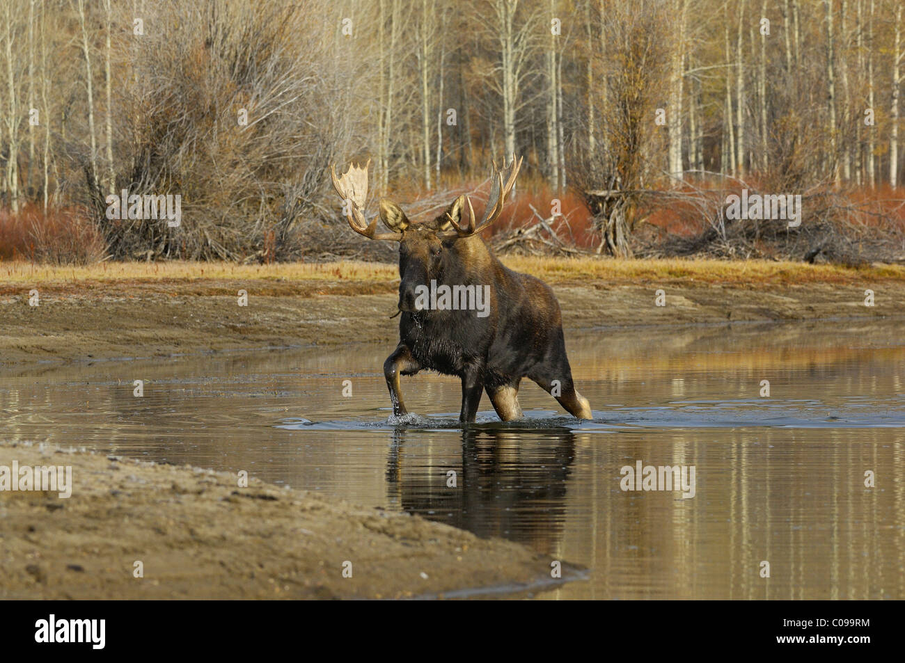 Bull Moose crossing la Snake River dans le Grand Teton National Park. Banque D'Images