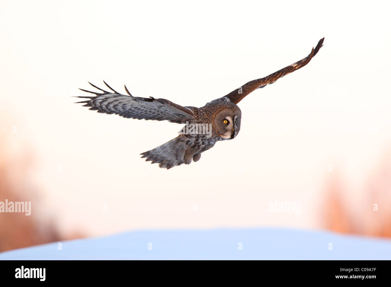 Wild La Chouette lapone (Strix nebulosa) en vol, peint par le coucher du soleil la lumière. L'Europe. Banque D'Images