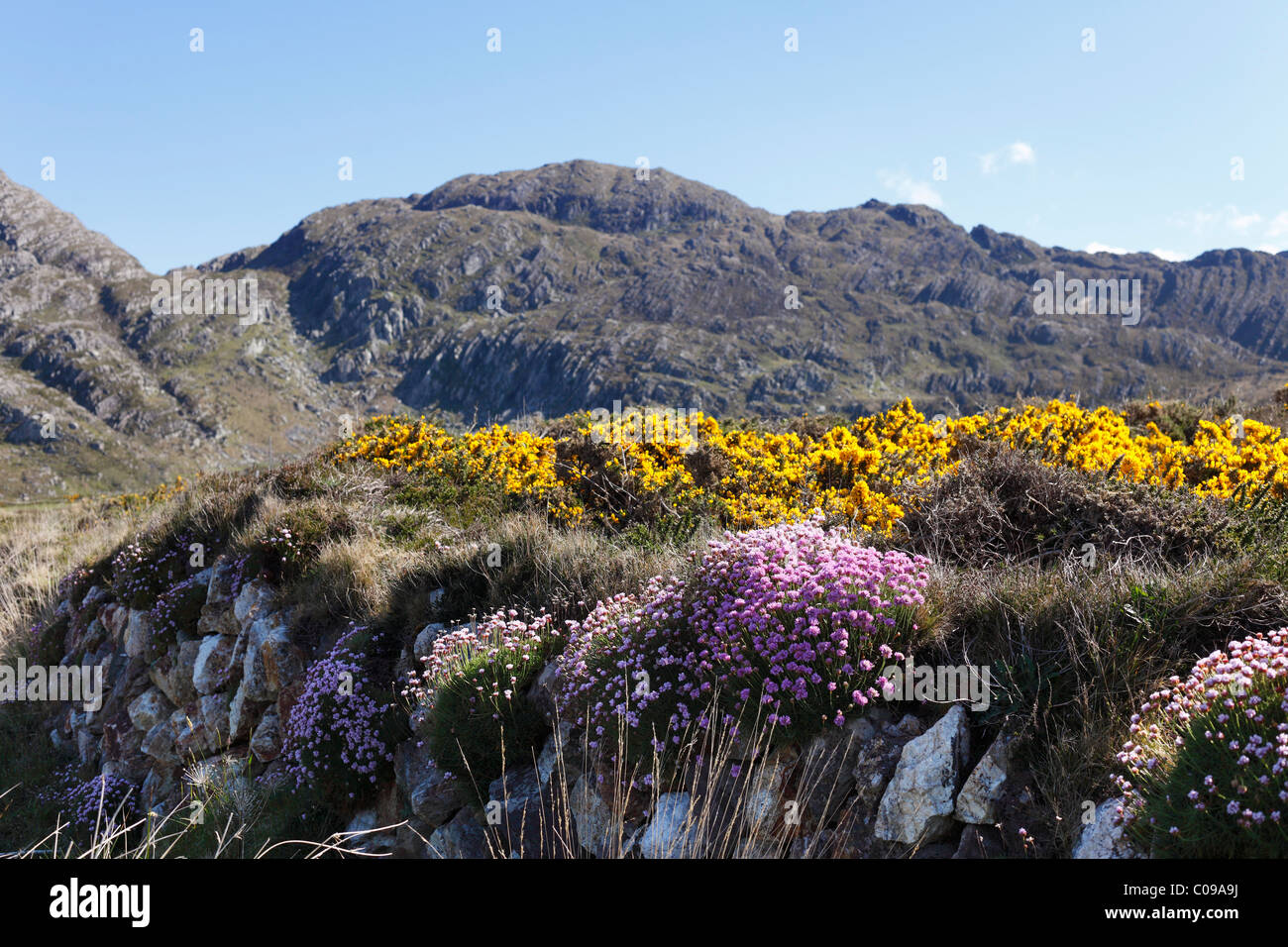 Paysage de printemps avec armeria ou la mer de rose et genista, Slieve Miskish Mountains, Péninsule de Beara, County , Irlande Banque D'Images