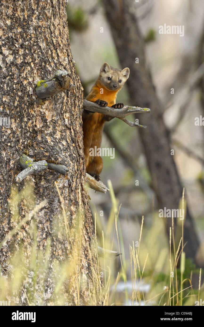 Martre derrière tronc d'arbre. Banque D'Images