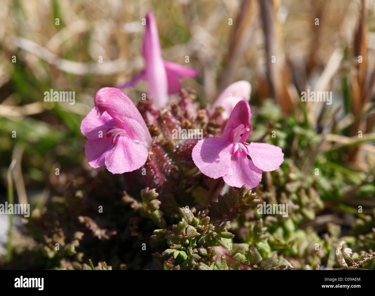 Furbish commun (Pedicularis sylvatica), Ireland, British Isles, Europe Banque D'Images