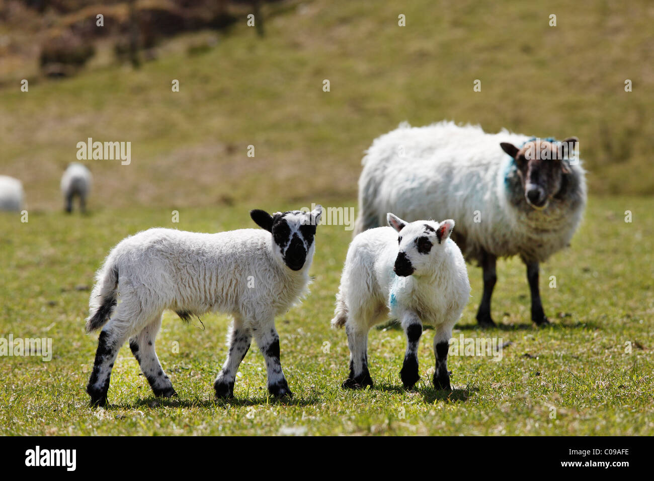 Agneaux, County Cork, Ireland, British Isles, Europe Banque D'Images