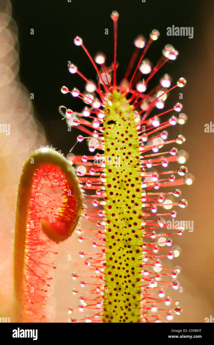 Vue détaillée, le rossolis (Drosera capensis) Banque D'Images