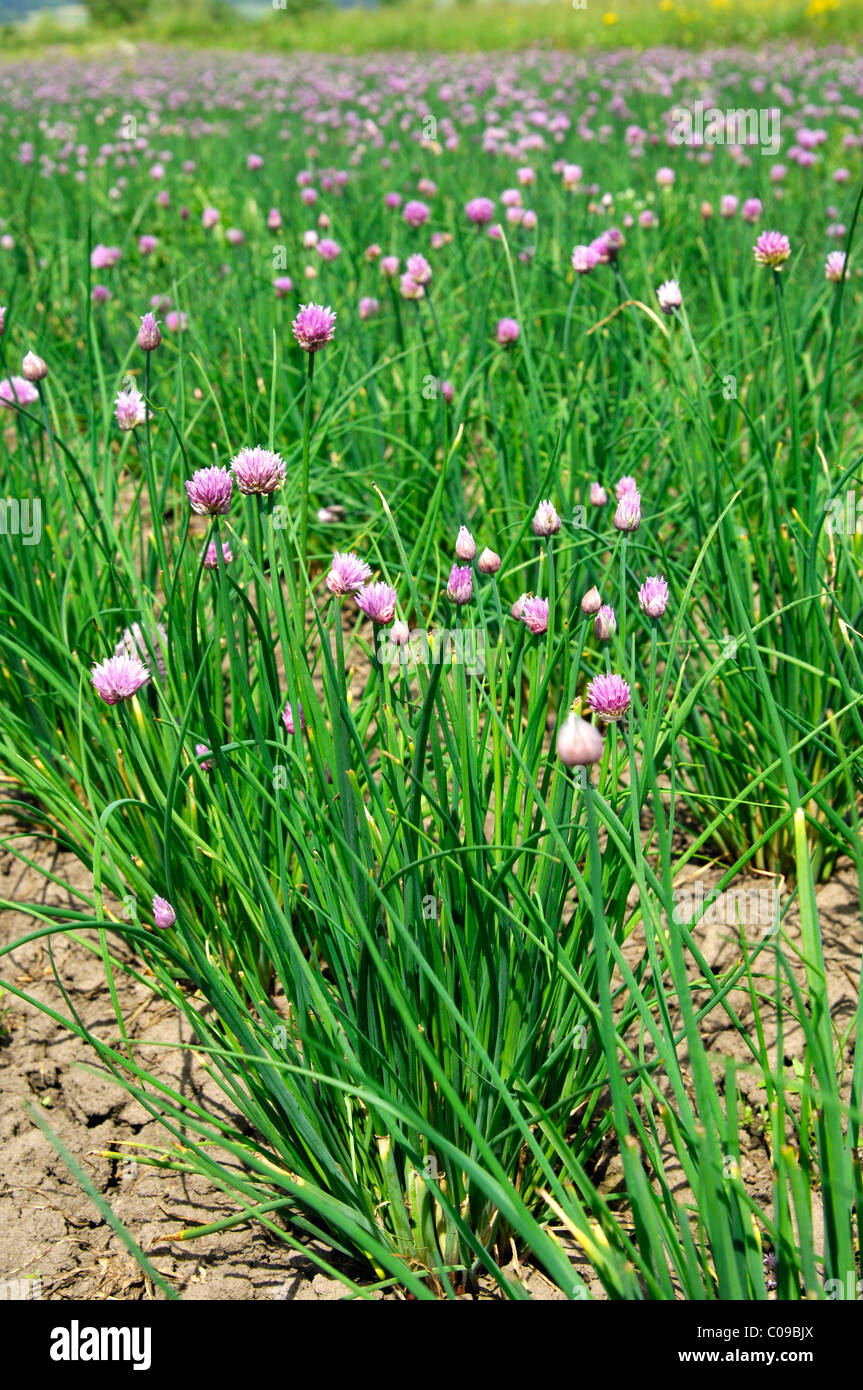 La floraison de la ciboulette (Allium schoenoprasum) dans un champ ouvert Banque D'Images