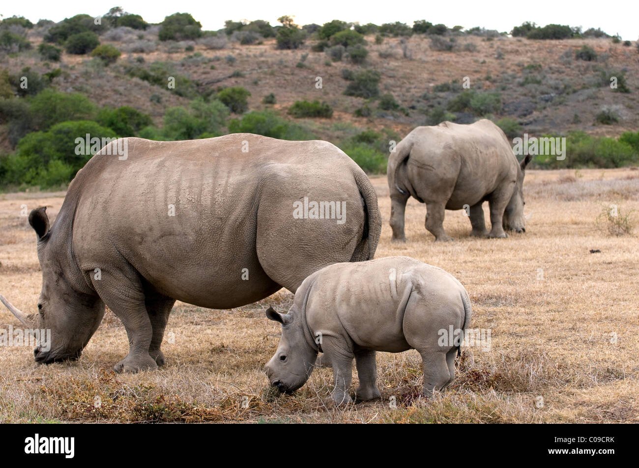 White Rhino avec veau, Kwandwe Game Reserve, Eastern Cape, Afrique du Sud Banque D'Images