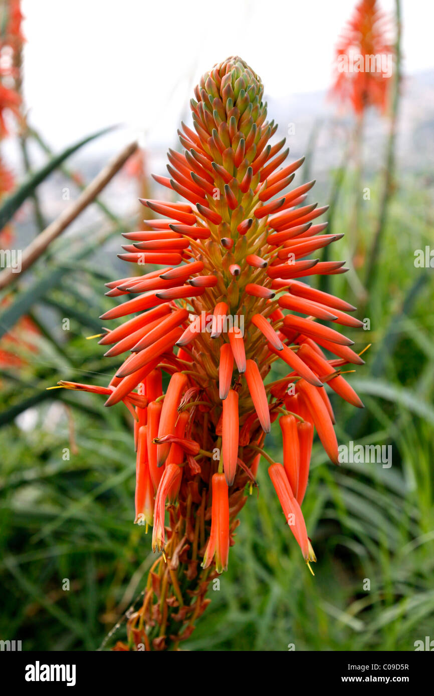 Fleur d'Aloe Vera, Madeira, Portugal, Europe Banque D'Images
