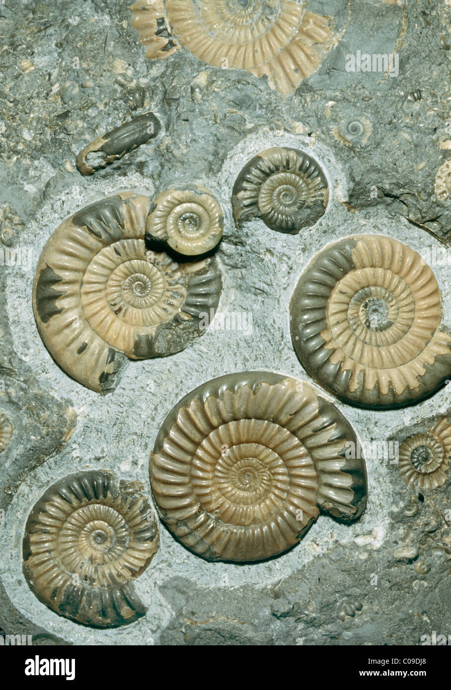 Ammonites fossiles (Promicroceras planicosta,), le Jurassique inférieur, en Angleterre. Banque D'Images