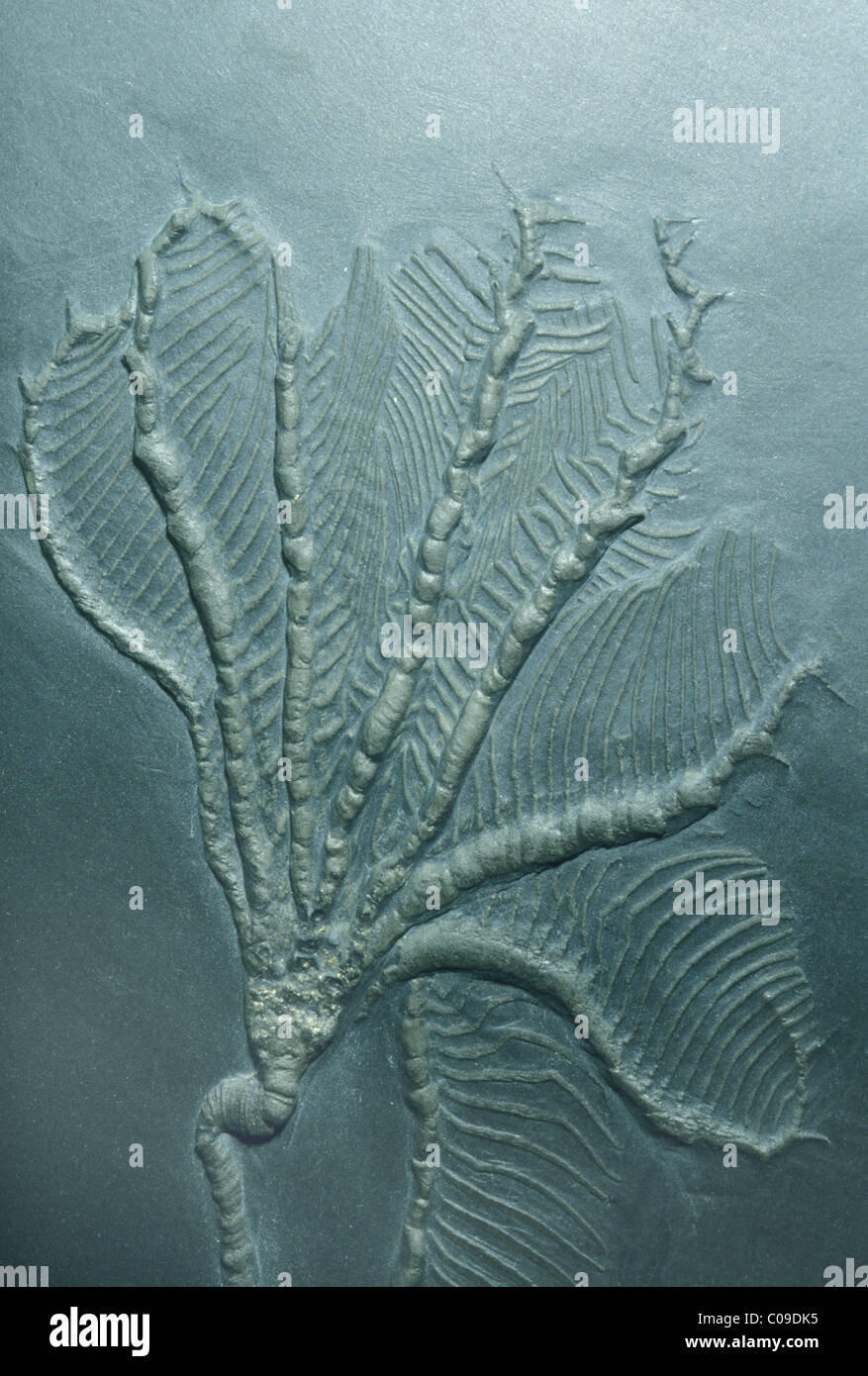 Crinoïde fossile, Musée royal de l'Ontario, Toronto Banque D'Images