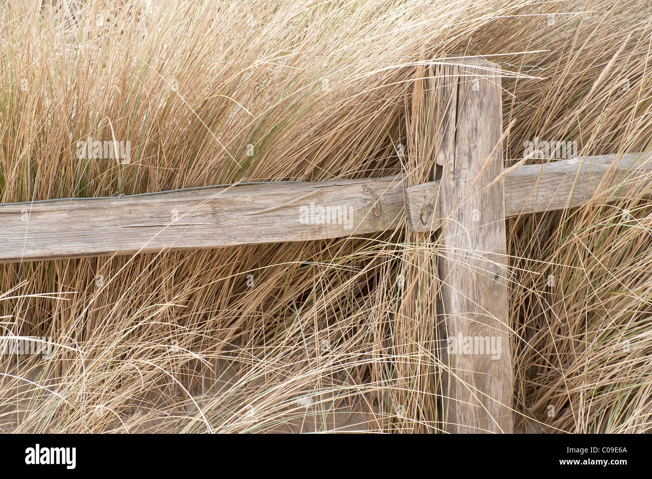 Poteau de clôture avec de l'herbe marram poussant autour de lui sur les sables de Camber dans le Kent. Banque D'Images
