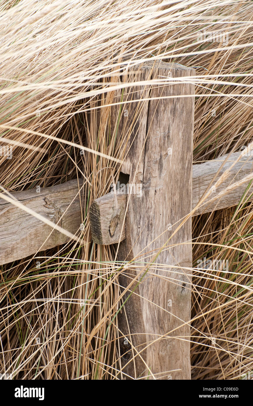Poteau de clôture avec de l'herbe marram poussant autour de lui sur les sables de Camber dans le Kent. Banque D'Images