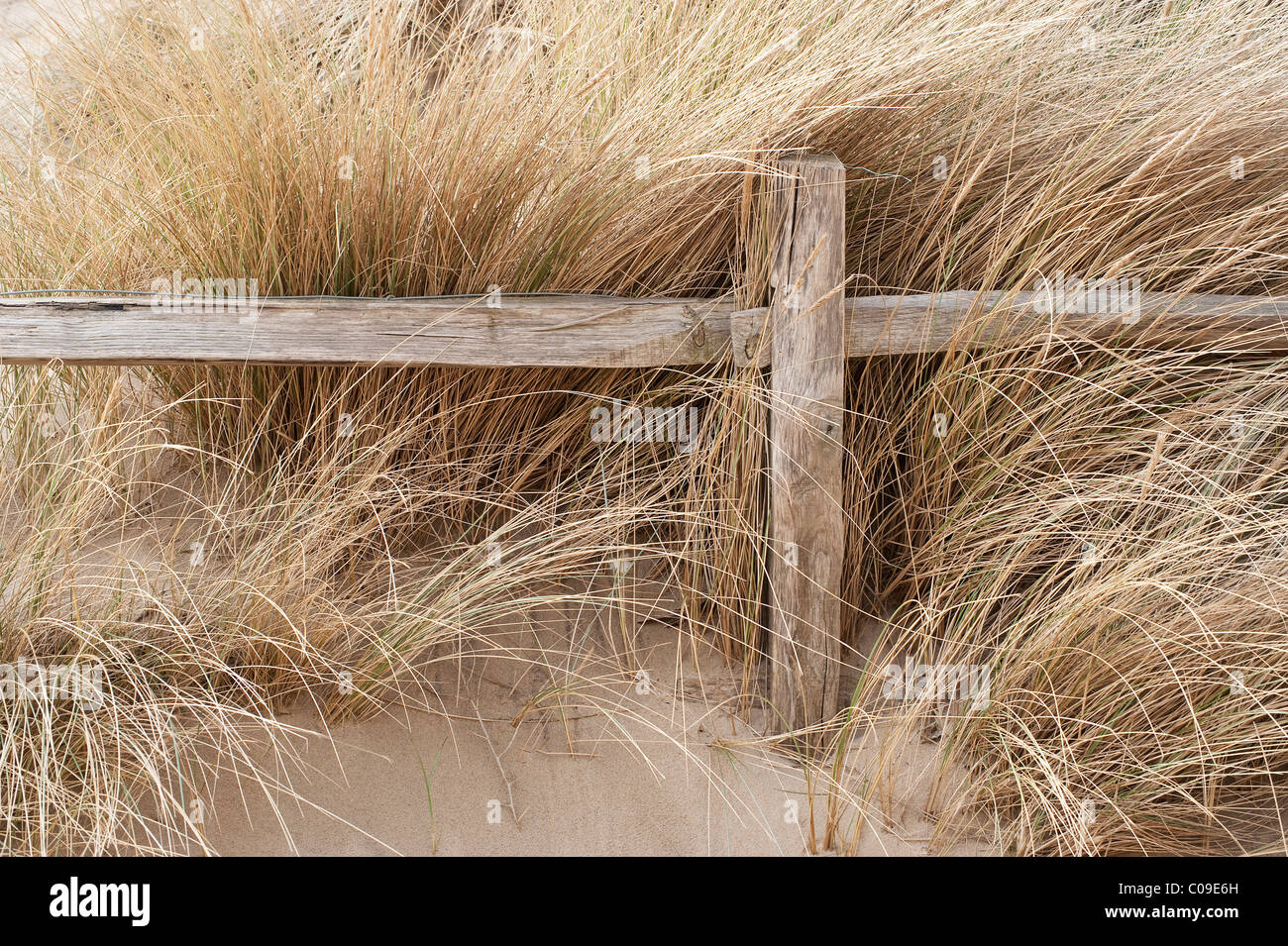 Poteau de clôture avec de l'herbe marram poussant autour de lui sur les sables de Camber dans le Kent. Banque D'Images
