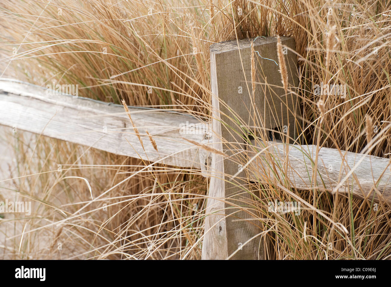 Poteau de clôture avec de l'herbe marram poussant autour de lui sur les sables de Camber dans le Kent. Banque D'Images