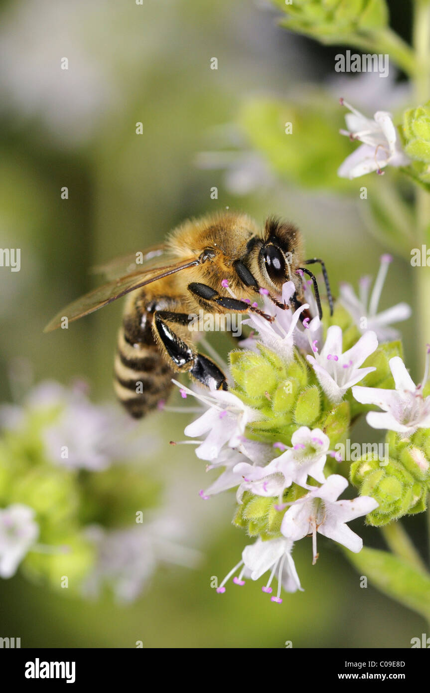 L'abeille européenne ou d'abeille à miel (Apis mellifera) sur la floraison la marjolaine (Origanum majorana), l'Allemagne, de l'Europe Banque D'Images