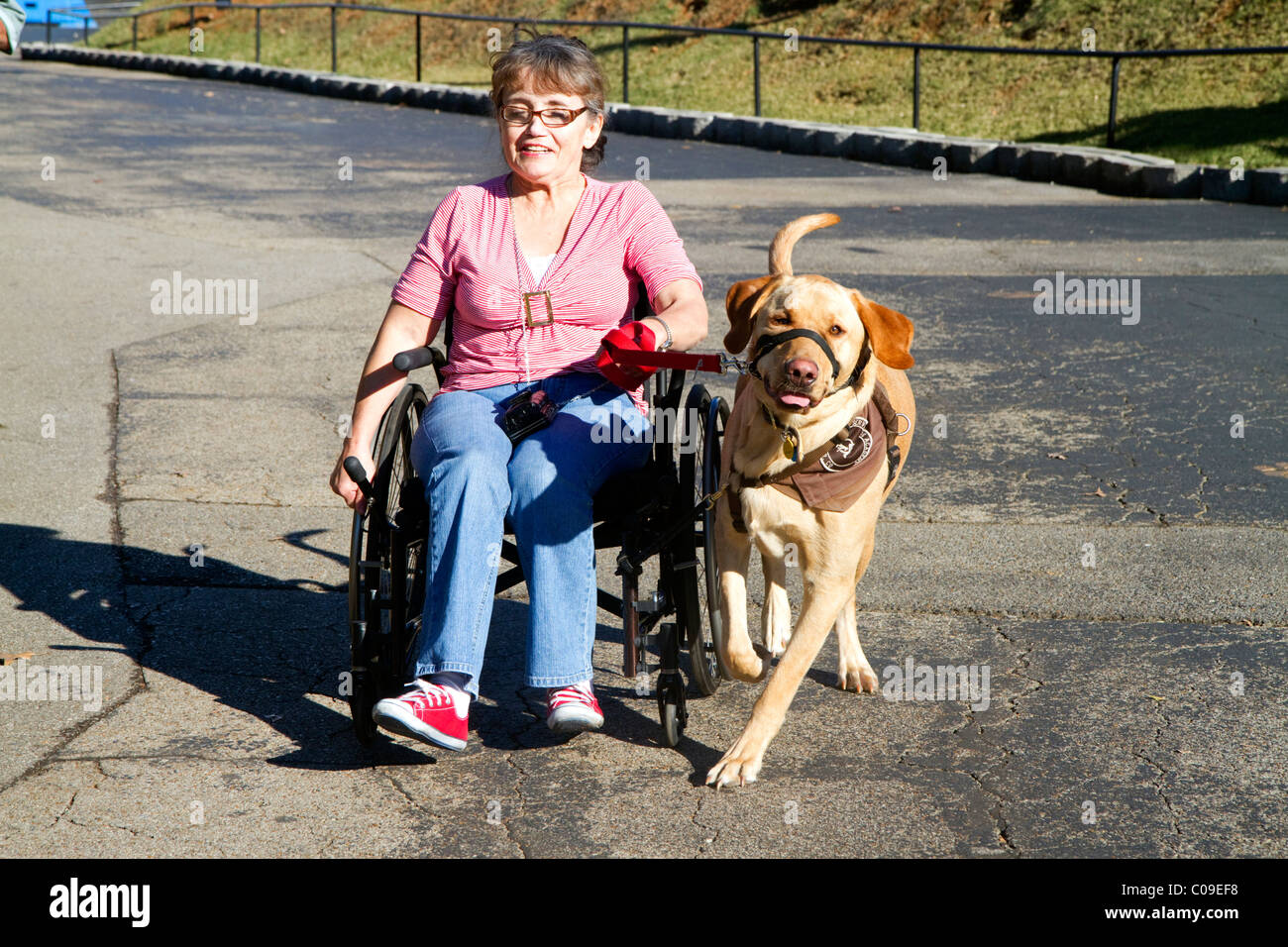 Femme handicapée dans un fauteuil roulant à l'aide d'un chien à l'aide. Banque D'Images