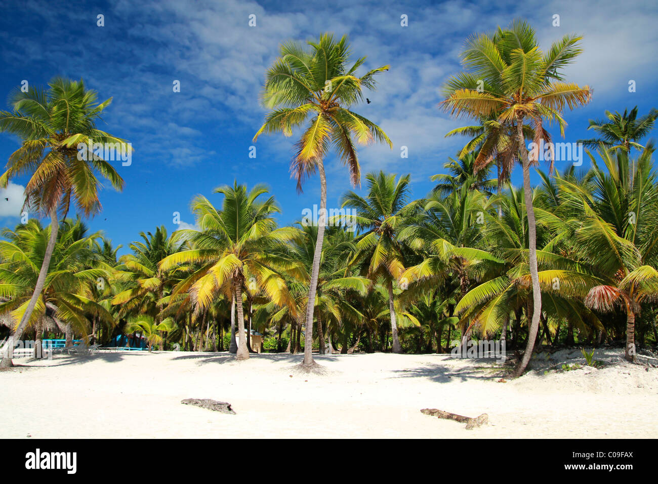 Palmiers sur la plage des Caraïbes, Arab Banque D'Images