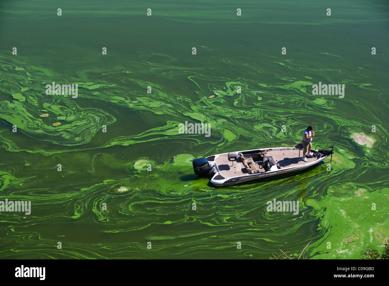 Un pêcheur bas jette des poissons dans les algues bleues toxiques dans le réservoir Copco en Californie du Nord. Banque D'Images