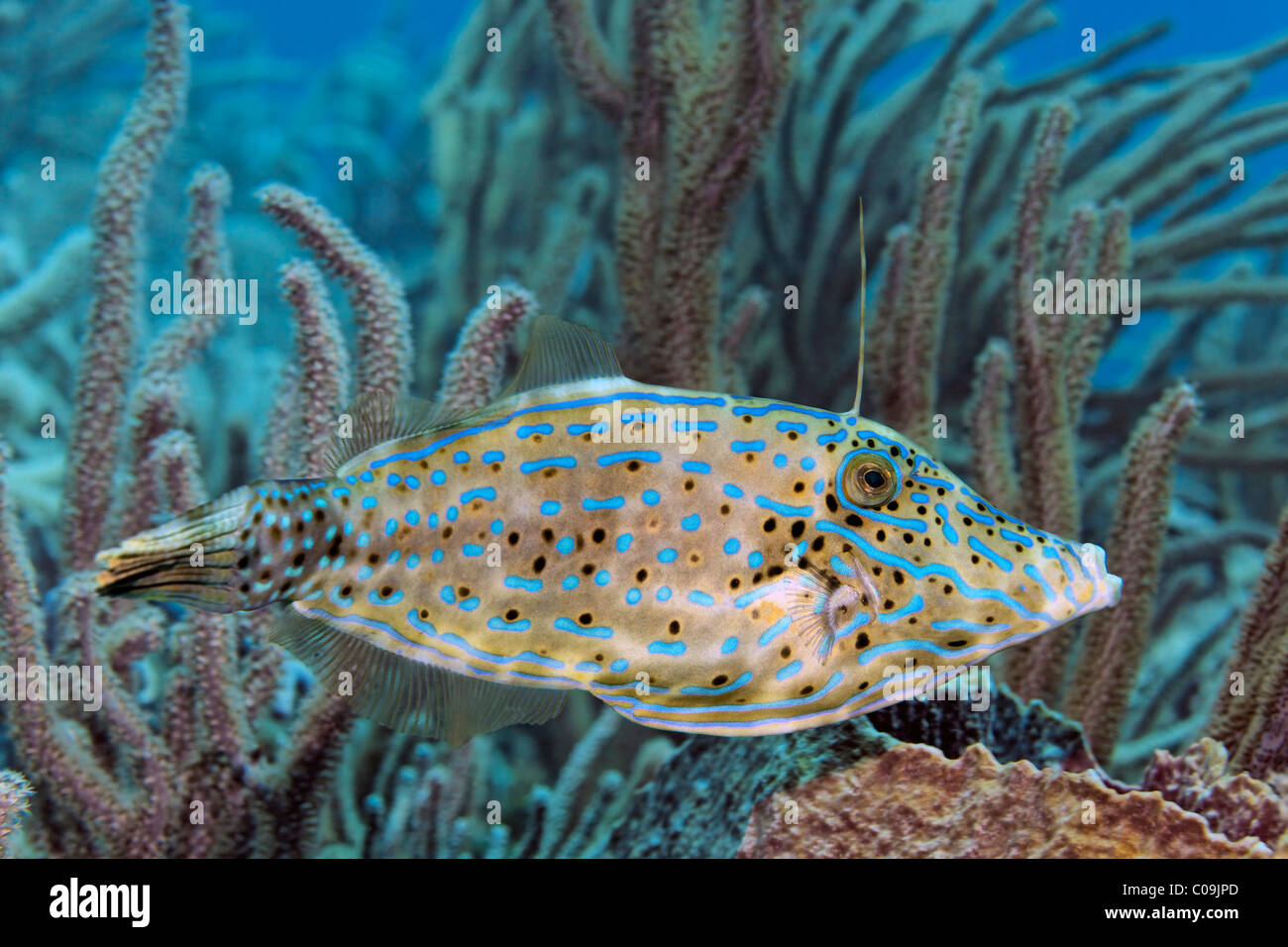 Griffonné des balistes (Aluteres scriptus) recherche de hideaway entre coraux mous, Little Tobago, Speyside, Trinité-et-Tobago Banque D'Images