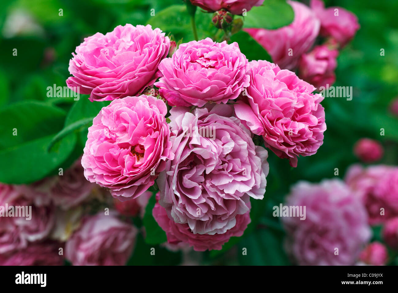 Rose, rose Bourbon variété Louise Odier (Rosa x borboniana Louise Odier) cultivar, vieille variété rose de 1851 avec Banque D'Images