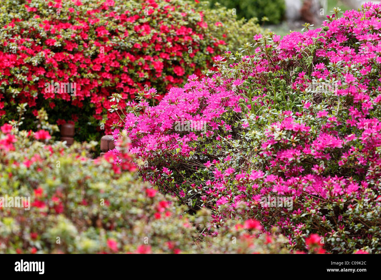 La floraison des rhododendrons, Powerscourt Garden, jardin de Powerscourt House, comté , République d'Irlande, British Isles, Europe Banque D'Images