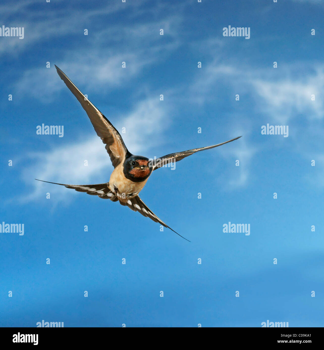 L'hirondelle rustique (Hirundo rustica) en vol Banque D'Images