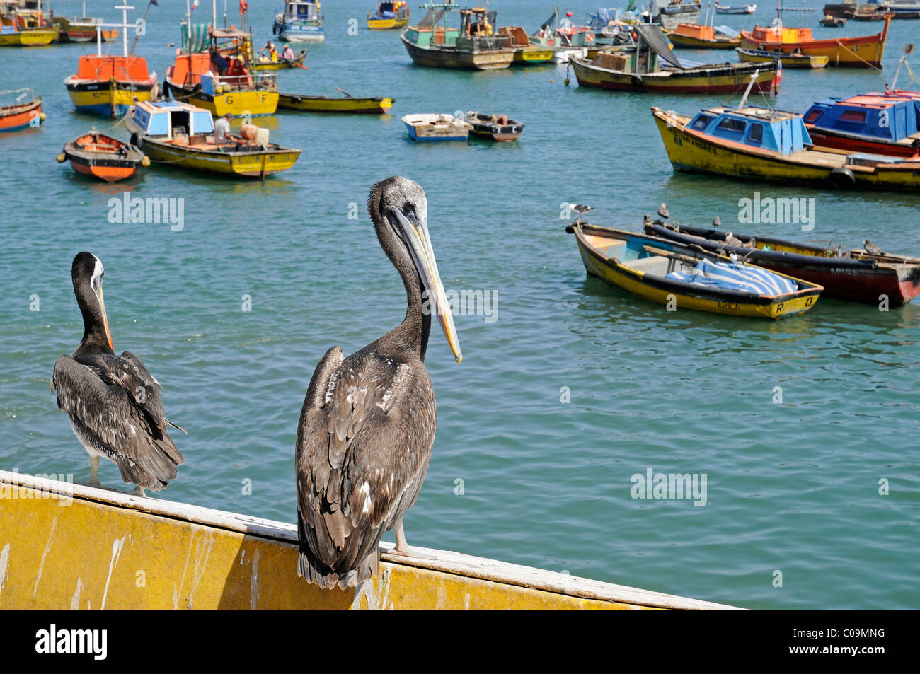 Les pélicans, les petits bateaux de pêche colorés, port, Arica, Norte Grande, le nord du Chili, Chili, Amérique du Sud Banque D'Images