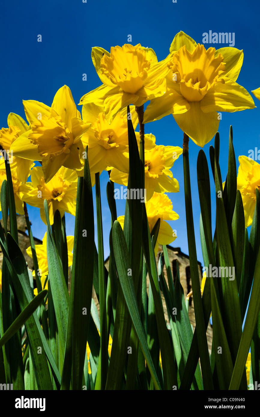En Angleterre, Northumberland, Warkworth. Une couverture de la floraison des jonquilles Banque D'Images