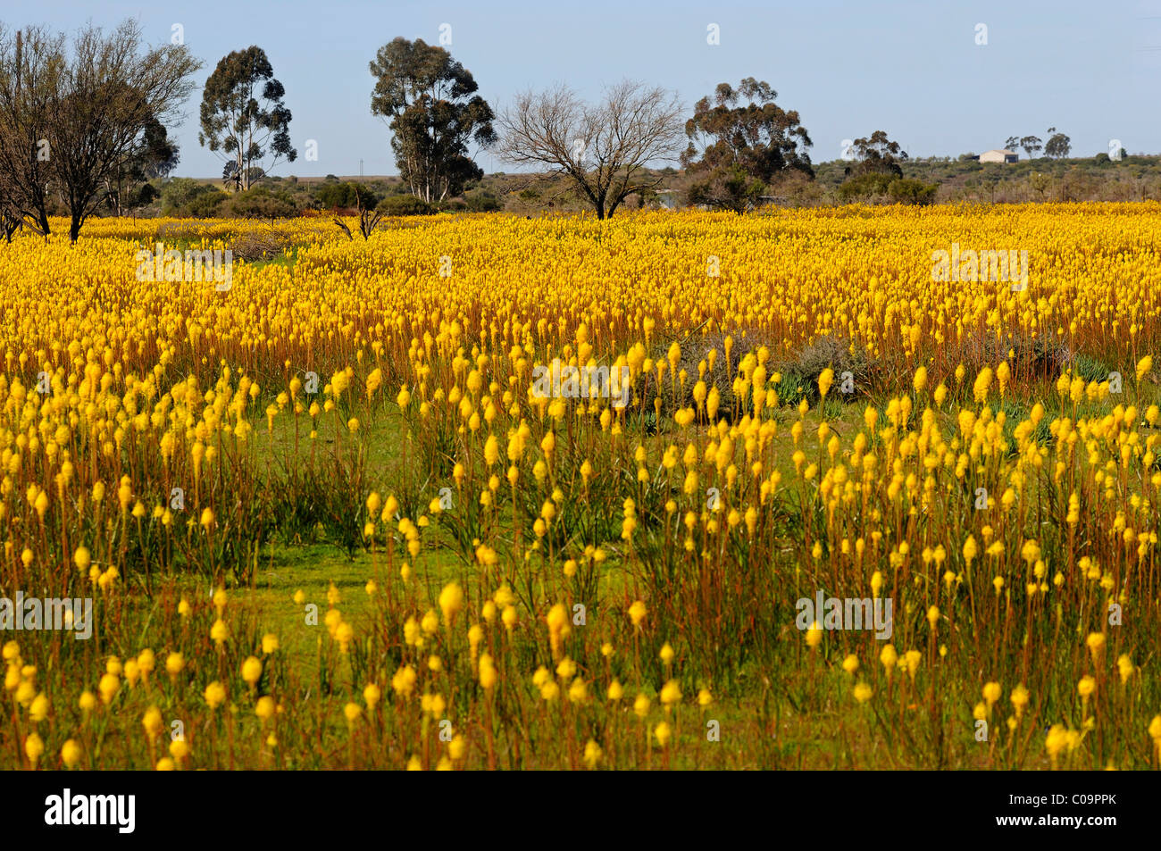 Prairie avec d'innombrables Bulbinella latifolia ou rooikatstert (Bulbinella latifolia), Bokkeveld Plateau, le Namaqualand, Afrique du Sud Banque D'Images