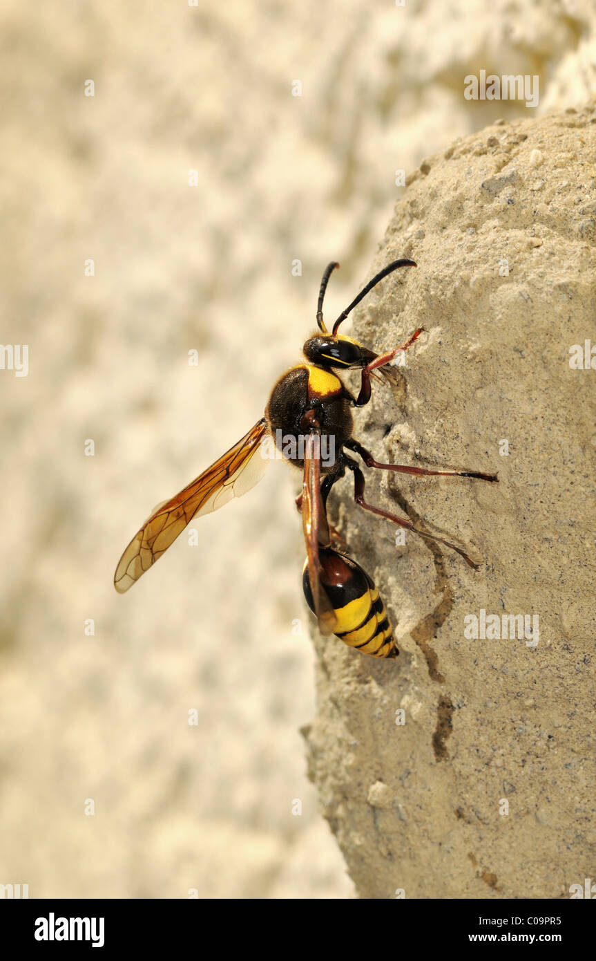 Grand Potter Wasp (Delta unguiculata), de préférence construit son nid sur les façades et murs, Bade-Wurtemberg Banque D'Images