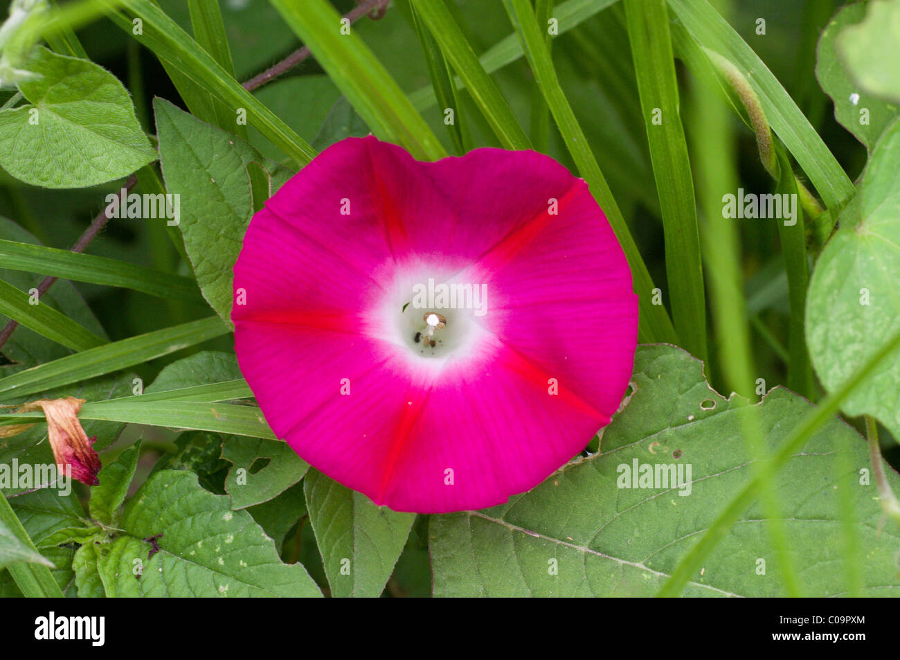 Photo d'une fleur de morning glory (Ipomoea violacea) au Mexique Banque D'Images