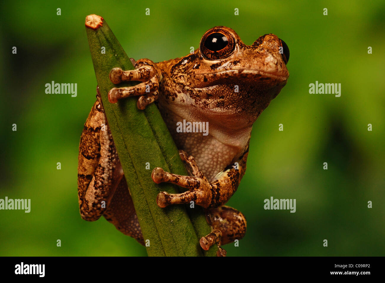 Close up of holding treefrog sur tige Banque D'Images