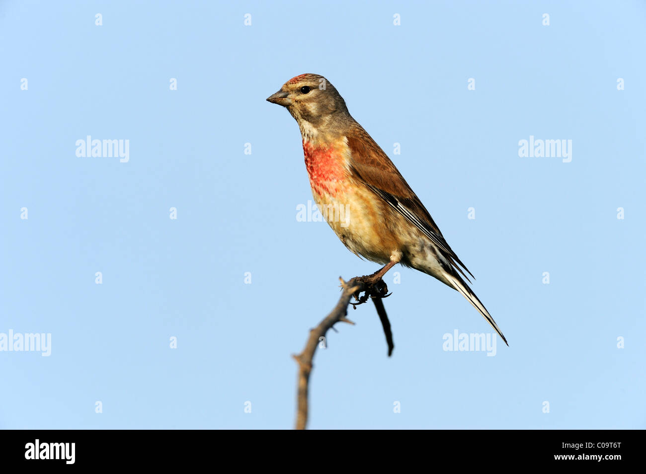 (Carduelis cannabina linnet commun), perché sur une branche Banque D'Images