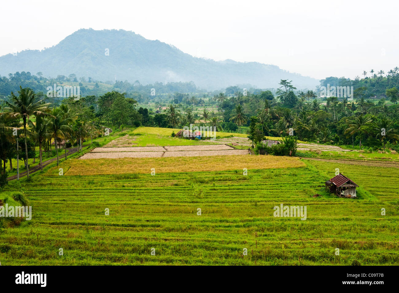 Le Sideman Valley à Bali, Indonésie, produit du riz et des légumes. Planter les haricots des travailleurs dans les rizières en terrasse pour la rotation des cultures. Banque D'Images Le Sideman Valley à Bali, Indonésie, produit du riz et des légumes. Planter les haricots des travailleurs dans les rizières en terrasse pour la rotation des cultures. Banque D'Images