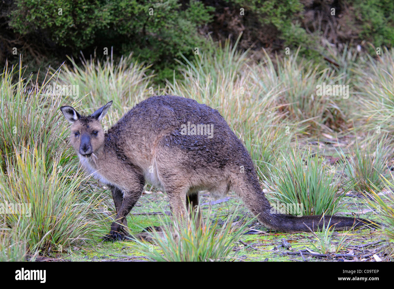 Kangourou gris de l'Ouest (Macropus fuliginosus fuliginosus), Kangaroo Island, Australie Banque D'Images