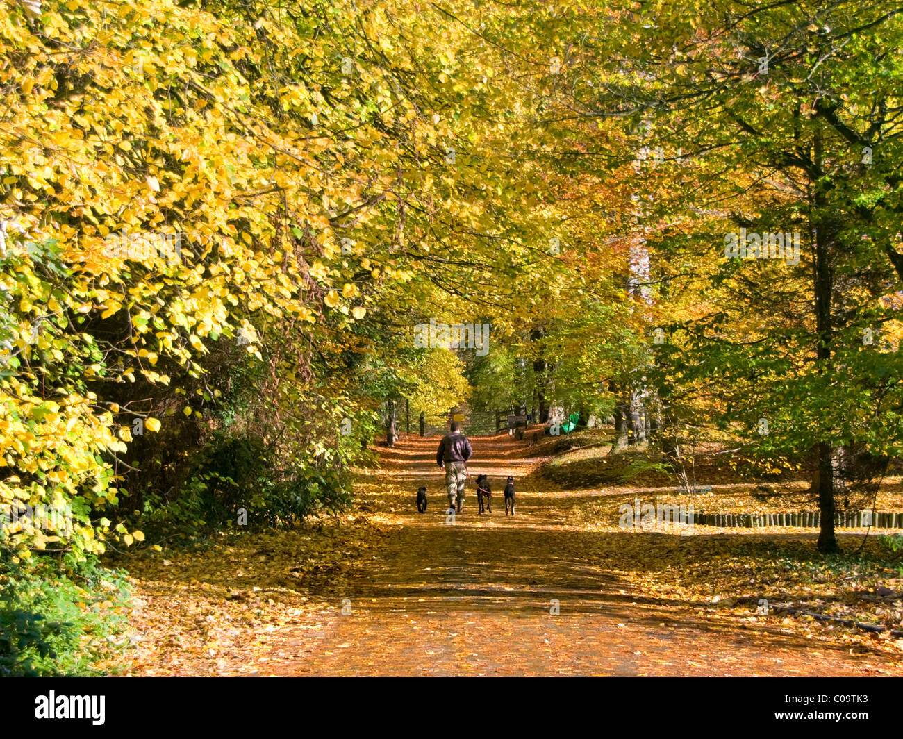 Homme marchant trois chiens parmi de beaux arbres d'automne, Whitegate, Cheshire, England, UK Banque D'Images