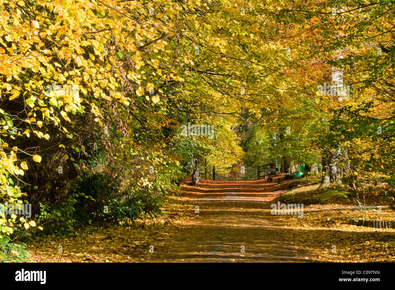 Route bordée de hêtres spectaculaires en automne, Whitegate, Cheshire, England, UK Banque D'Images