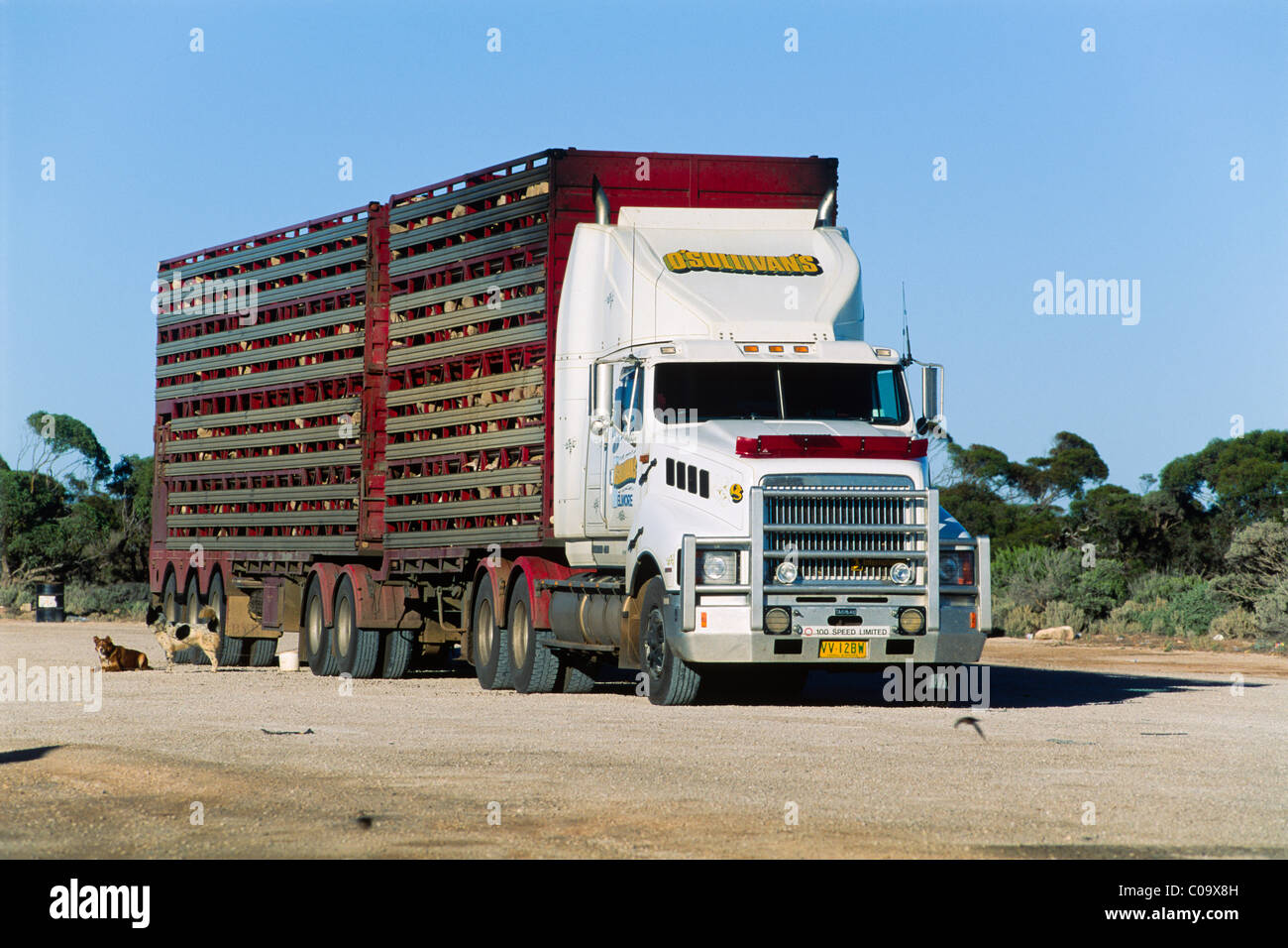 Camion chargé de moutons, de l'Australie du Sud, Australie Banque D'Images